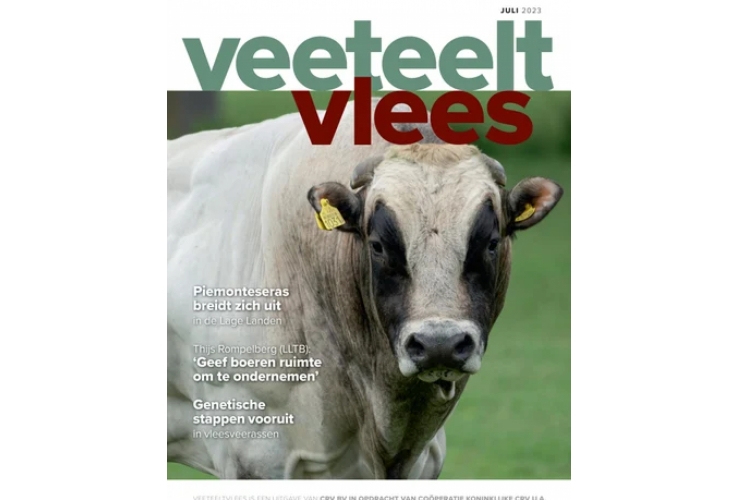Piemontees runderras in VeeteeltVlees